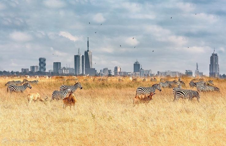Nairobi National Park