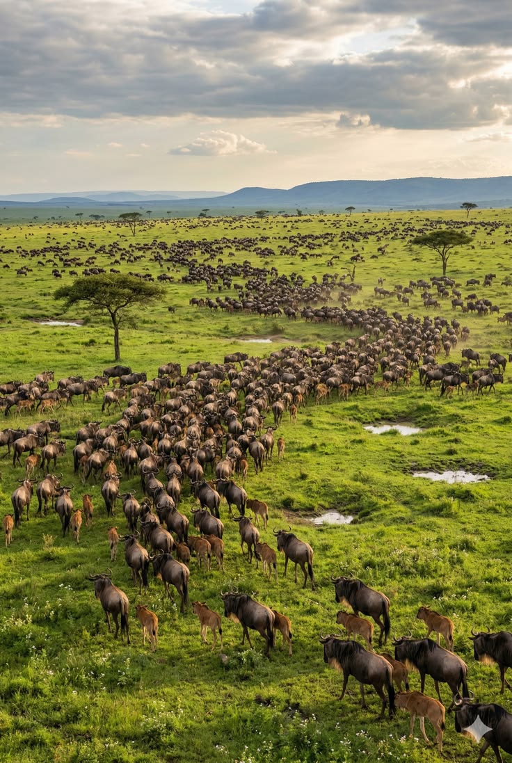 Serengeti National Park