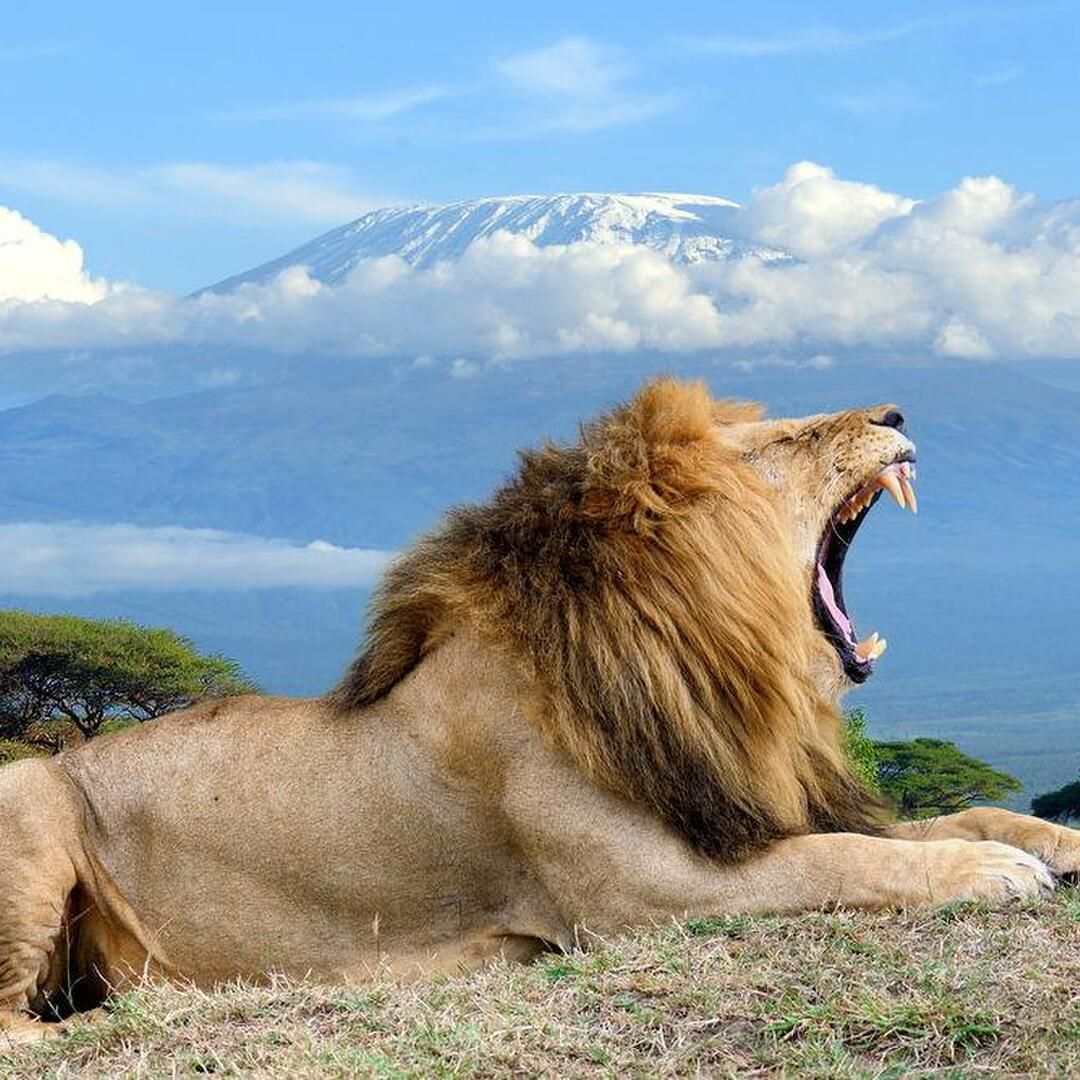 5-Day Kenya Safari: Maasai Mara, Amboseli & Lake Naivasha