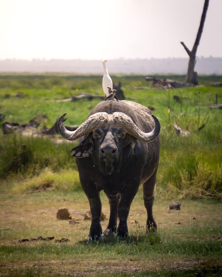 5-Day Kenya Safari: Maasai Mara, Amboseli & Lake Naivasha