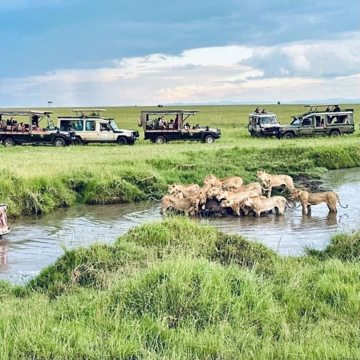 3-Day Maasai Mara & Lake Naivasha Budget Safari