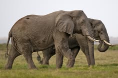 6-Day Private Safari in Kenya