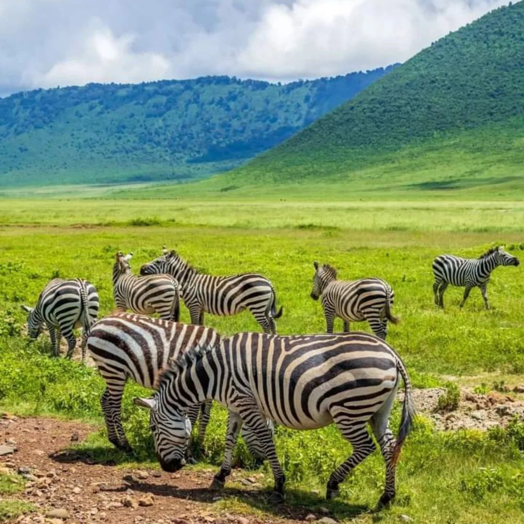 7-Day Maasai Mara, Amboseli, Naivasha, Hell's Gate & Nakuru Safari
