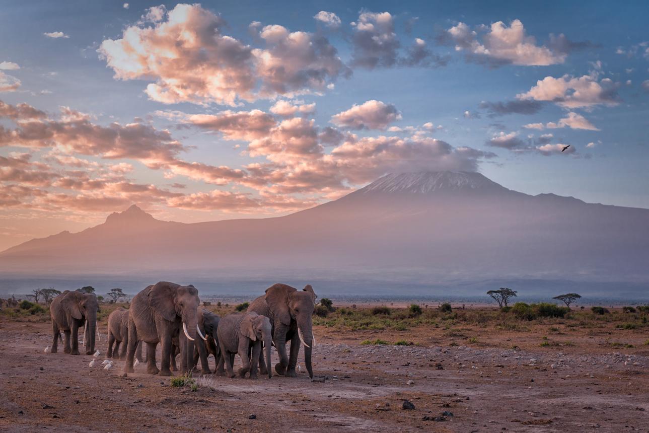 Kenya’s Elephants in 2026: Why Amboseli Remains a Conservation Story Worth Following