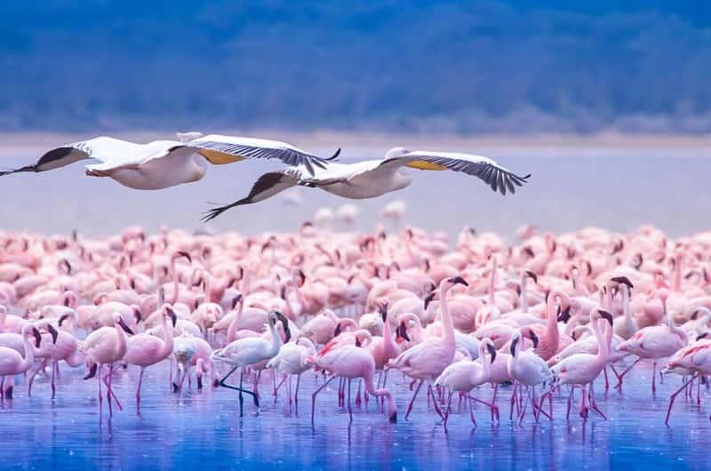 Lake Nakuru and Kenya’s Birding Safari: A Paradise for Bird Lovers