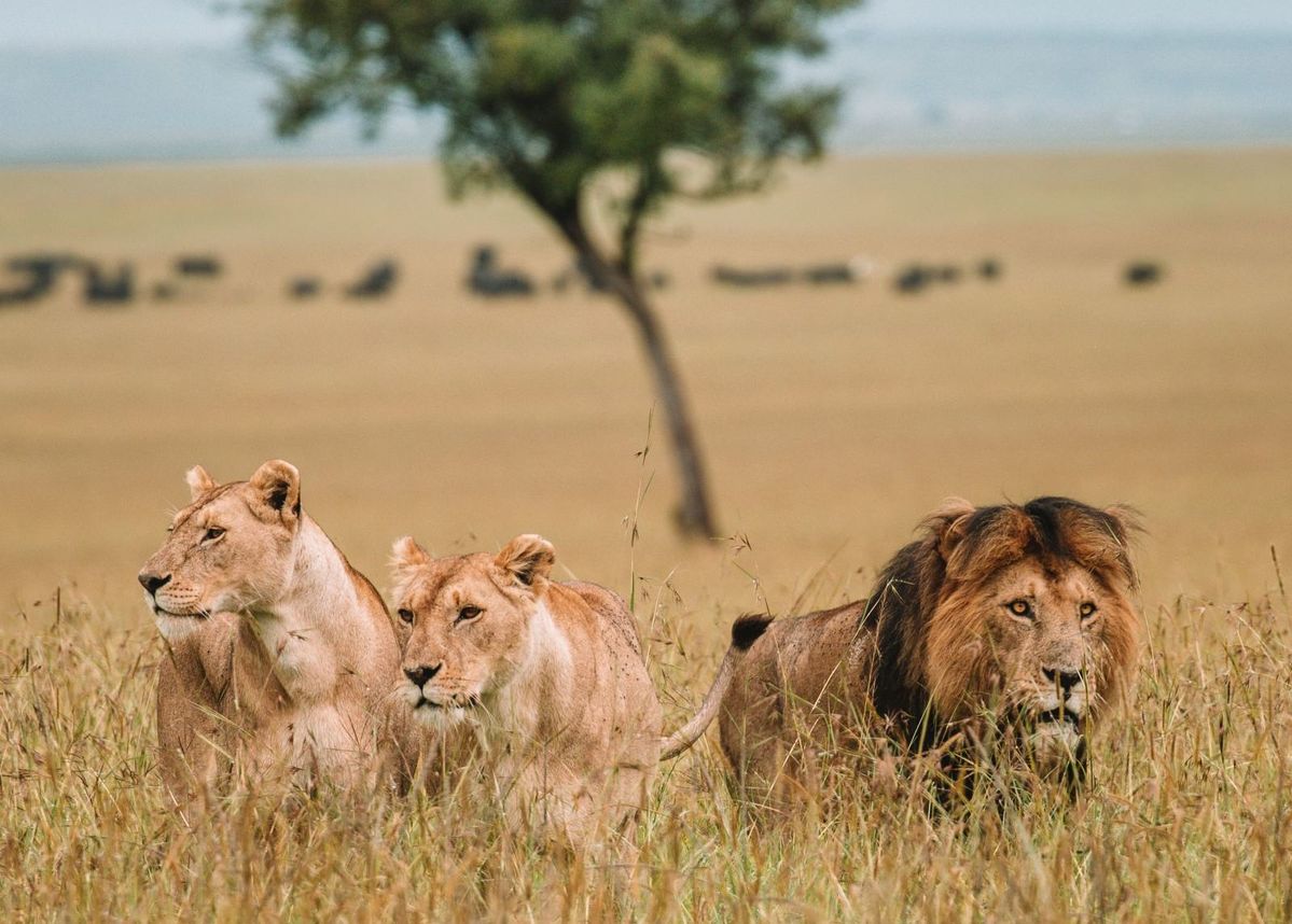 Safari Game Drive