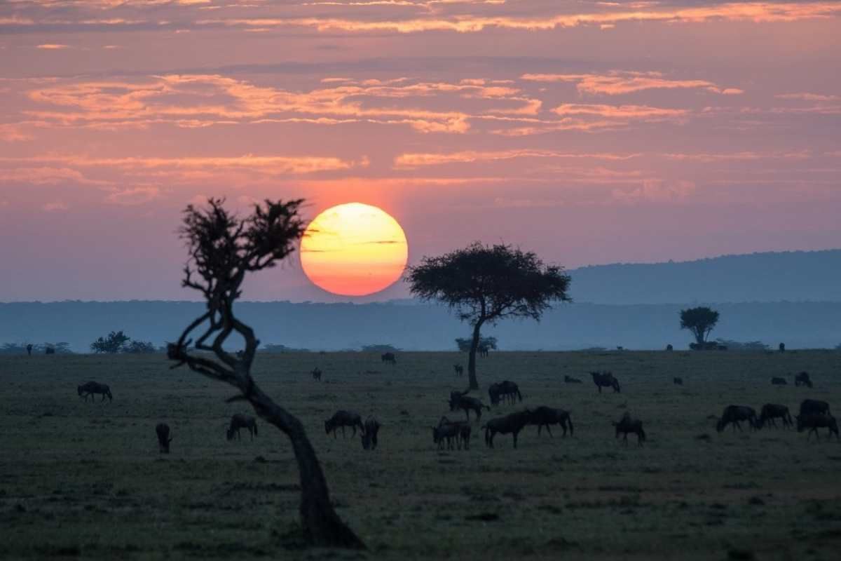 Safari in the Kenyan Wilderness