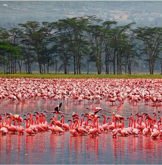 Lake Nakuru