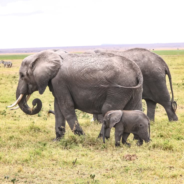 Amboseli National Park