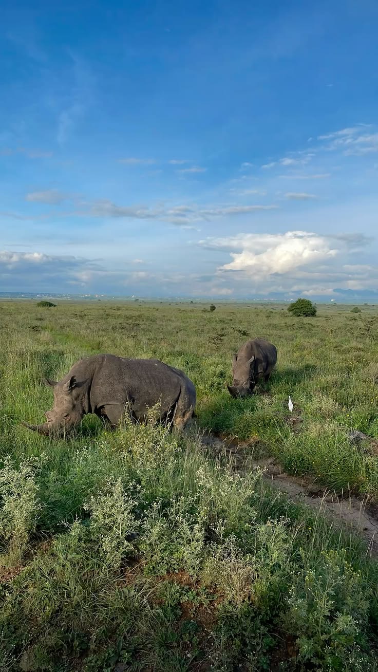 Amboseli National Park