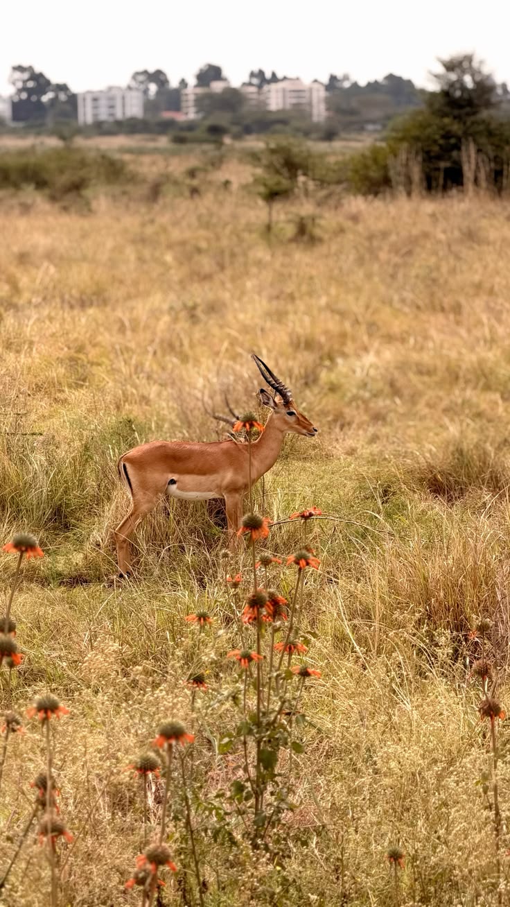 Nairobi National Park