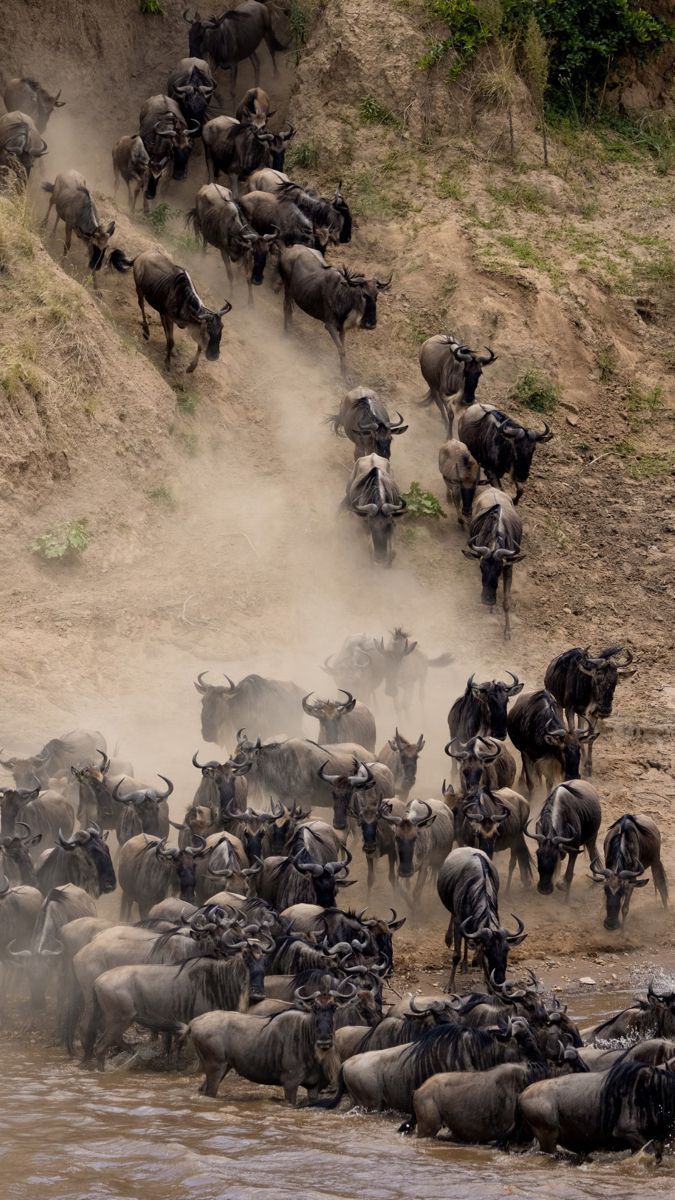 Maasai Mara