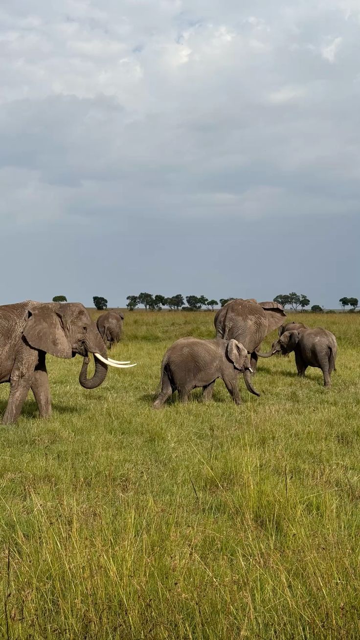 Maasai Mara