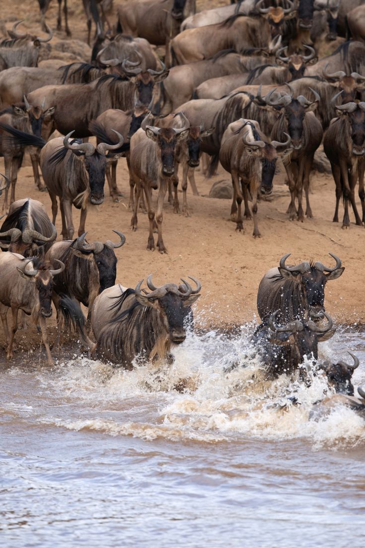 Maasai Mara